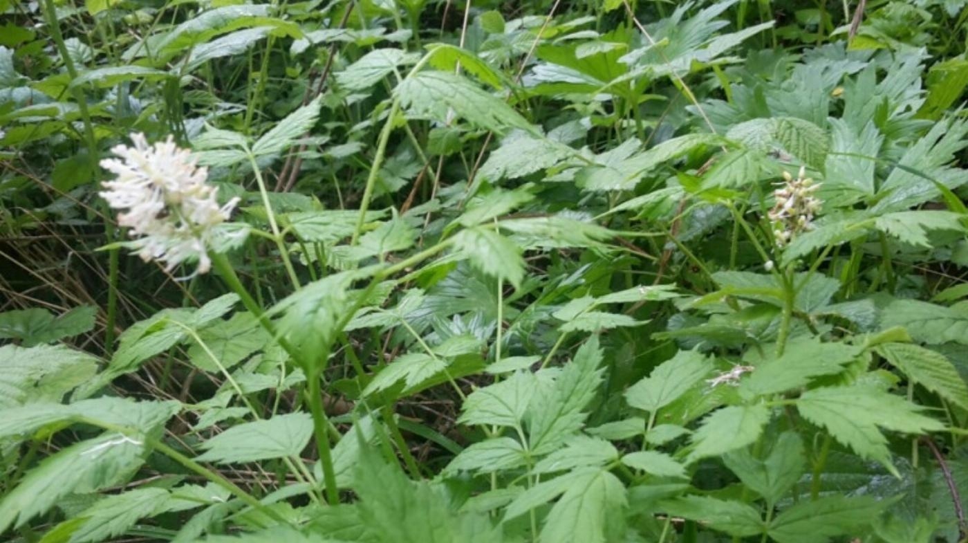 Afbeelding Christoffelkruid Arboretum-Heempark Delft